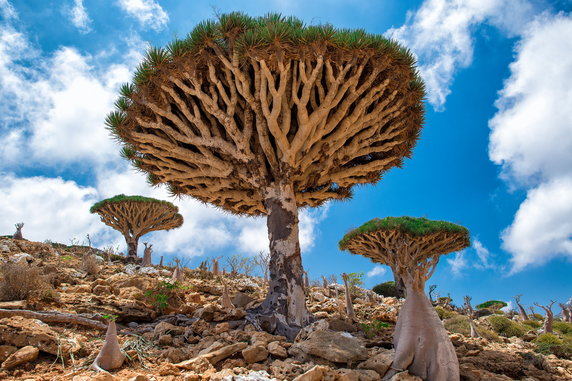 Las Smoczych Drzew na wyspie Sokotra