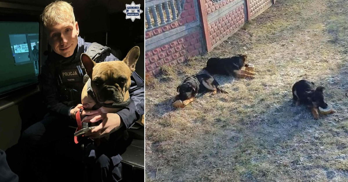 Porzucają psy na święta. To istna plaga w Polsce