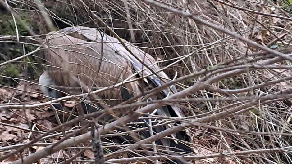 1697014048 spaseni-beloglavi-supovi-foto-vjekoslav-joksimoviC-2