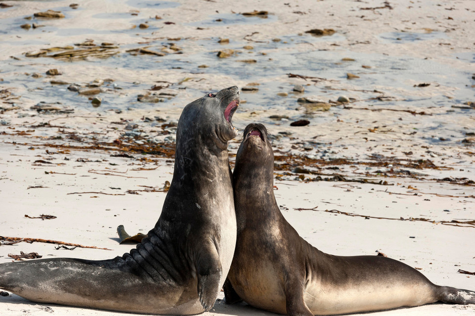 Słonie morskie na Falklandach