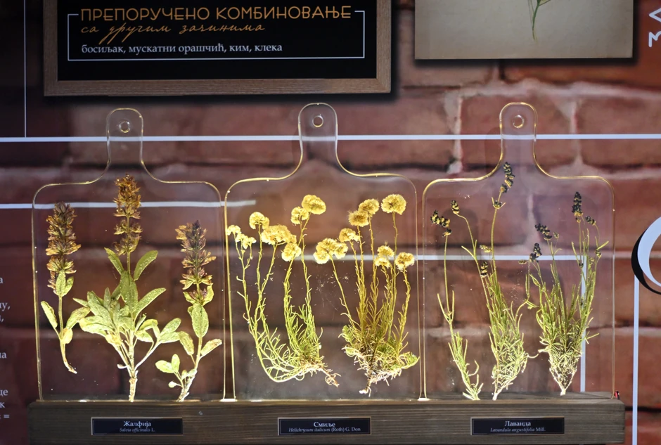 U publikaciji sam kolegi Urošu pomogla da se upotpuni istraživanje o začinskim biljkama i začinima zbog toga što su začinske biljke prvo bile lekovite, a kasnije su postale začini - rekla je dr Aleksandra Maran Stevanović