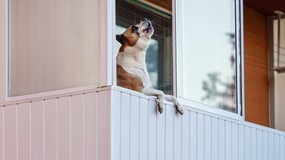 Pies sąsiada nie daje ci żyć? Sprawdź, co możesz zrobić zgodnie z prawem – okazuje się, iż masz kilka opcji