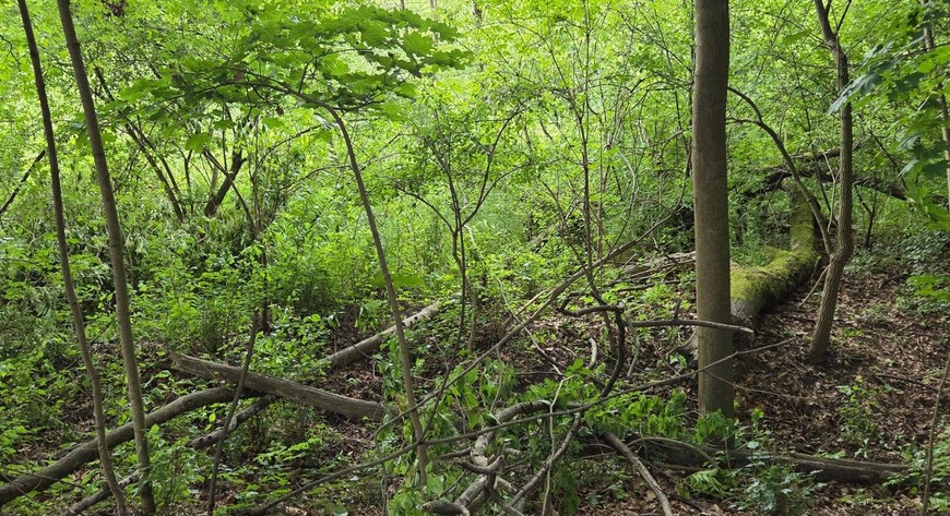 Las Pilczycki został rezerwatem przyrody - pierwszym w historii miasta