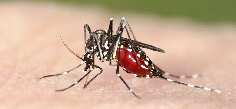 Komar tygrysi blisko Polski: denga, zika, czikungunia