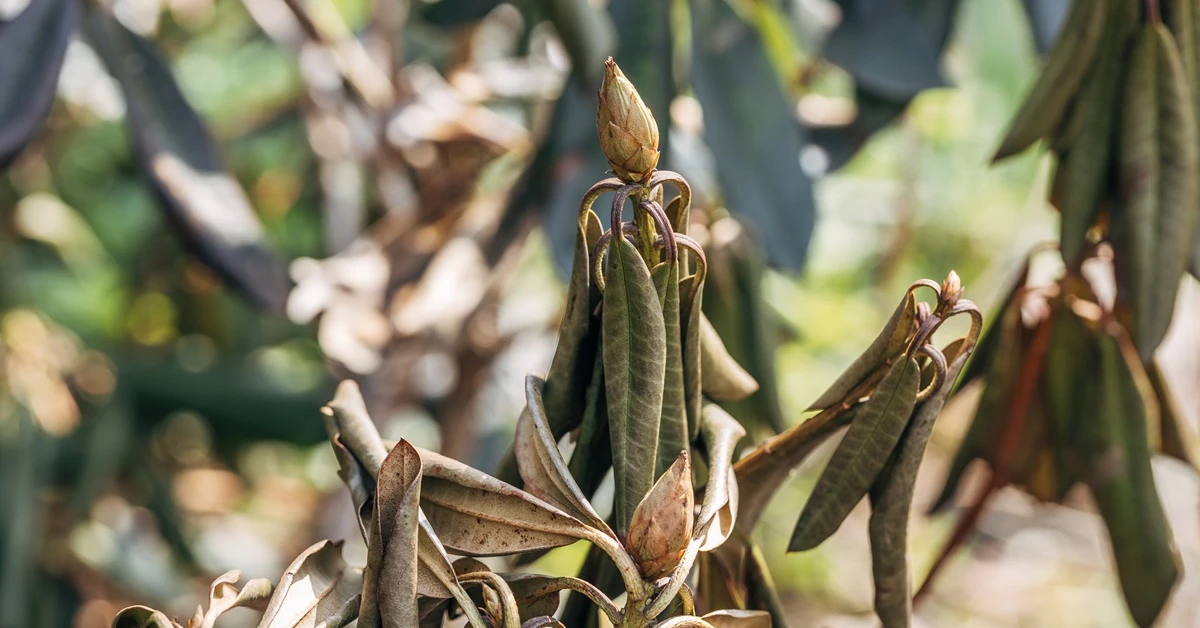 Rododendrony żółkną i usychają po zimie? Zrób to jesienią, a będą zdrowe na wiosnę
