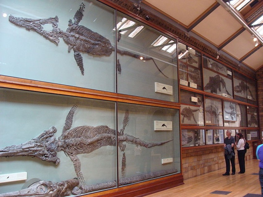 Ichthyosauria, muzej u Londonu
