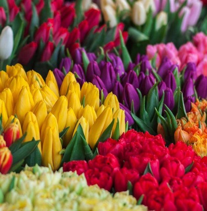 Je nach Sternzeichen bringen einem unterschiedliche Blumen Glück. Wer also demnächst einen Strauss zum Geburtstag verschenken will, sollte bei der Wahl der Pflanzen auf den Geburtsmonat achten.