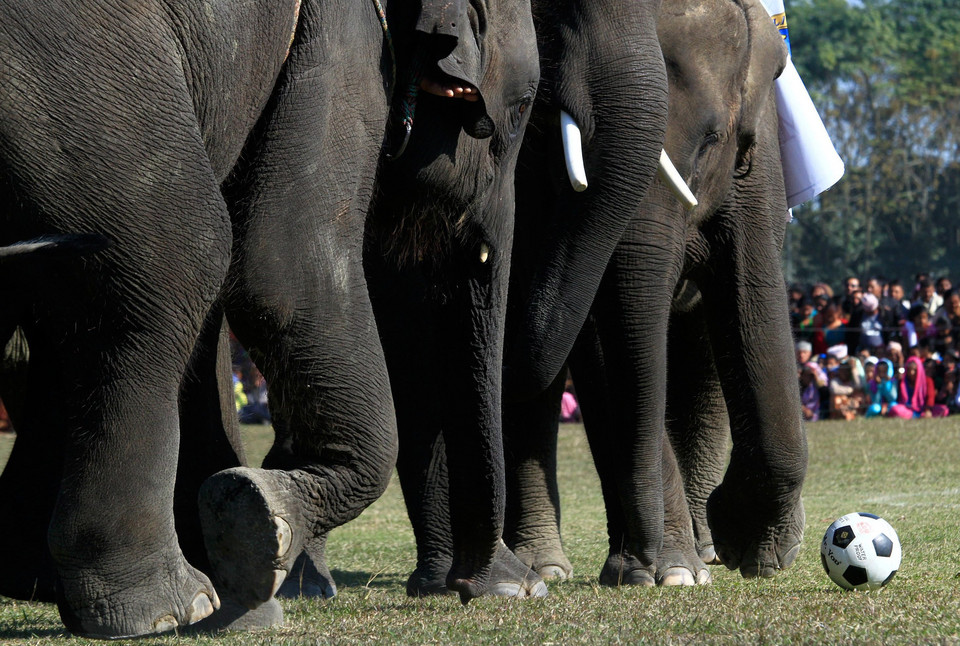 NEPAL ELEPHANT FOOTBAL