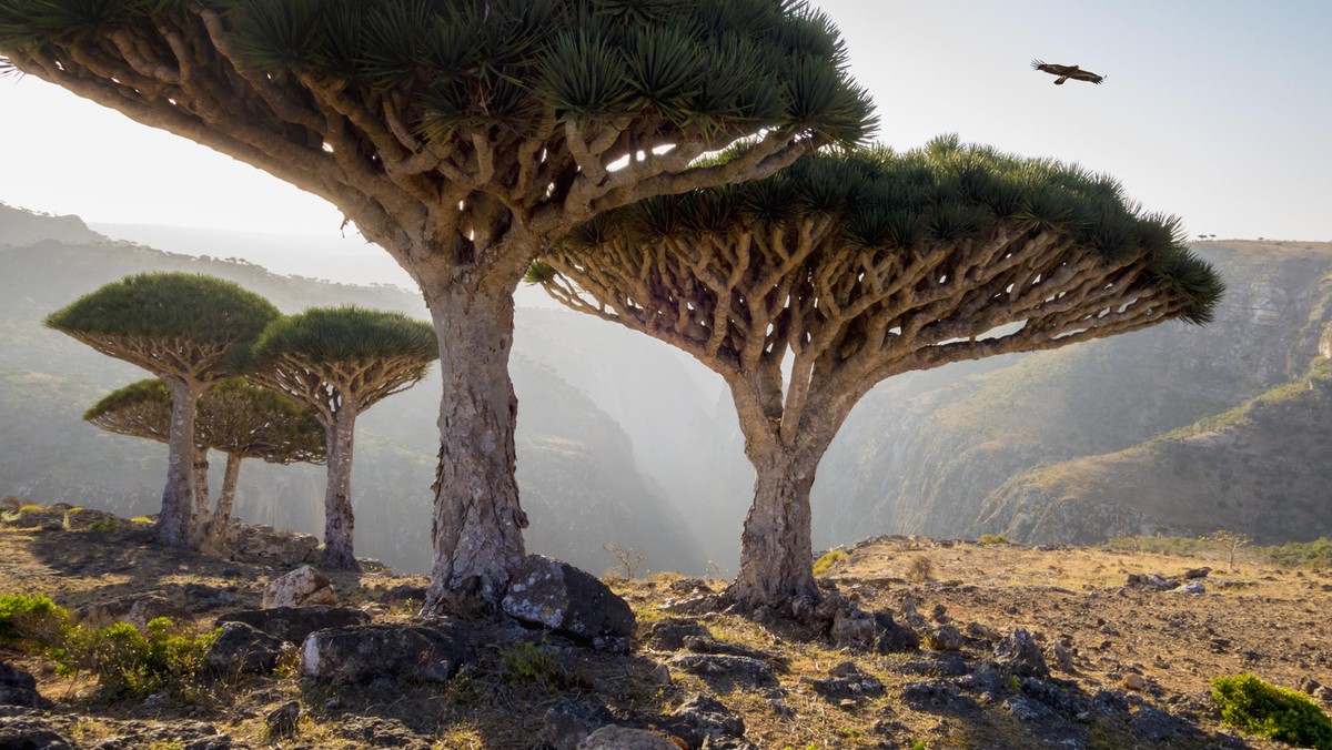 Dragon blood trees in rocky landscape, Homhil Protected Area, Socotra, Yemen