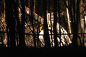 Wojskowy śmigłowiec rozbił się w Lesie Chojnowskim pod Piasecznem 