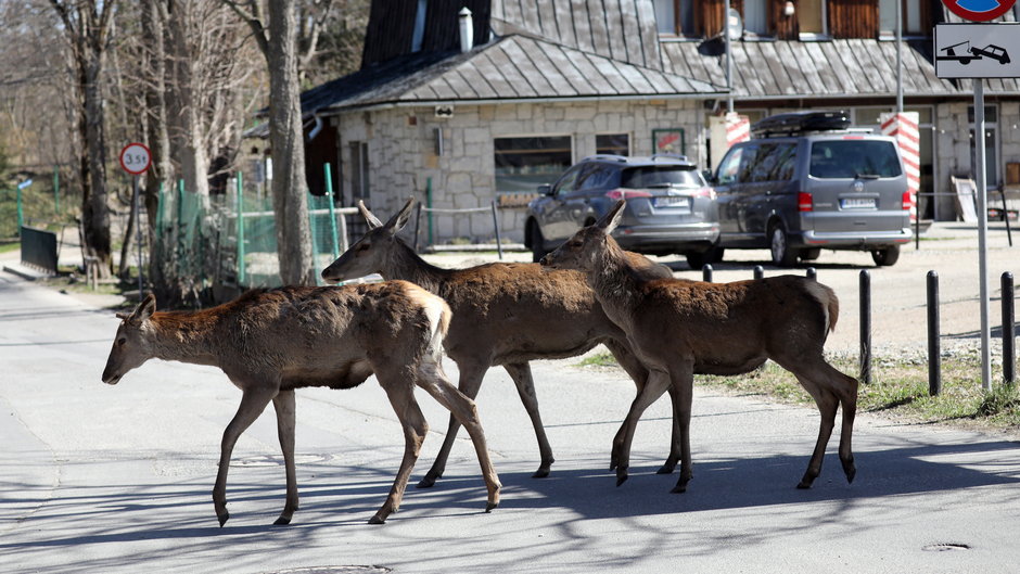 Dzikie zwierzęta na ulicach Zakopanego