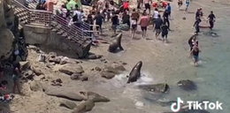 Panika na plaży! Rozjuszone lwy morskie pogoniły turystów. Zobacz nagranie!