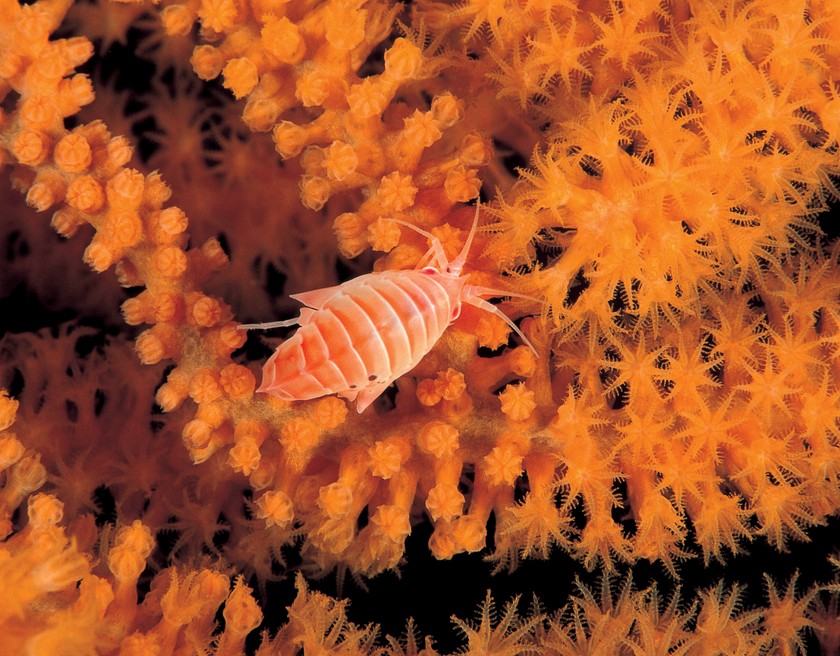 Zum Schutz der Tiefsee.