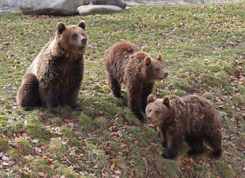 Na Balaknu su smeđi medvedi uglavnom prisutni u brdsko - planinskim predelima