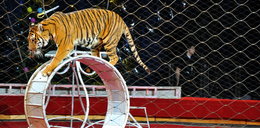 Panika na ulicach Paryża. Tygrys uciekł z cyrku