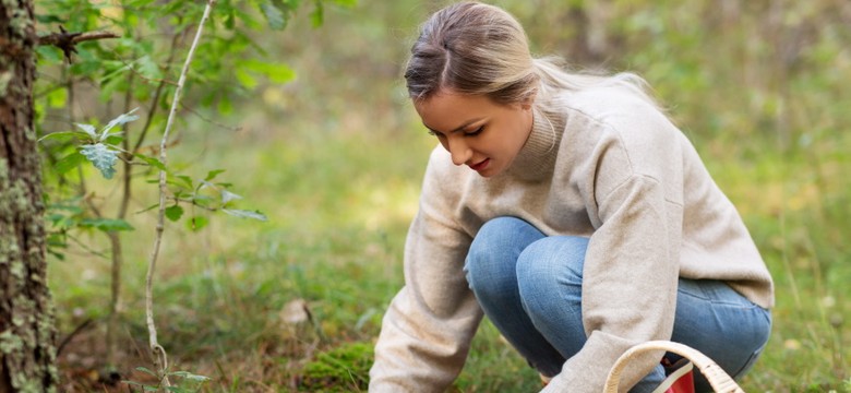 Jak rozpoznać jadalne grzyby? Lasy Państwowe mają PORADNIK