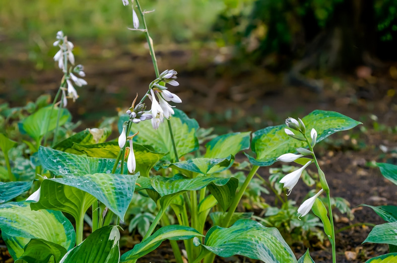 Funkia, hosta (Hosta Tratt.)