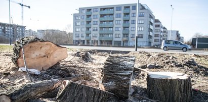 Miasto skontroluje wycinkę drzew