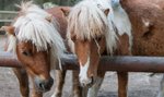 Kucyk Boguś z ukochaną czekają na potomka