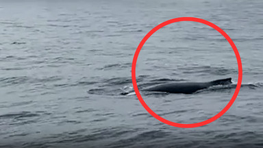 Wieloryb pływa w Bałtyku. "To skutek zmieniającego się klimatu" [WIDEO]