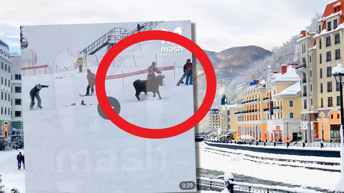 Wściekły byk nastraszył narciarzy na stoku w Rosji [Nagranie]