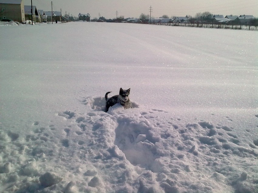 Sombor: Rea u njivi i odbija da izađe na put (Foto: Saša Radušin)