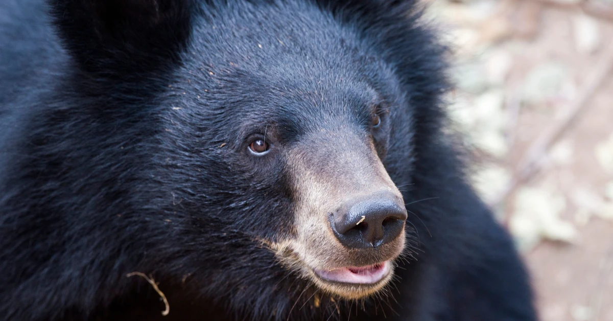 Niedźwiedź na lotnisku. Odwołano loty, policja w stanie gotowości