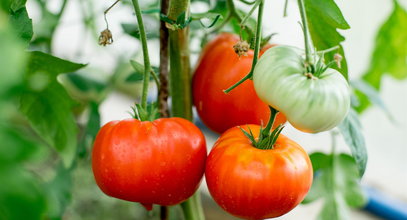 Najlepszy domowy nawóz do pomidorów. Te resztki z kuchni zapewnią duże i soczyste owoce