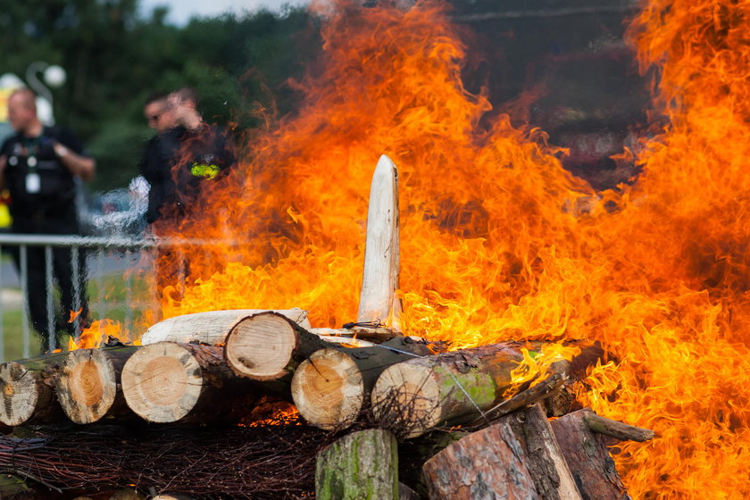 Damięcki spalił kość słoniową w poznańskim zoo