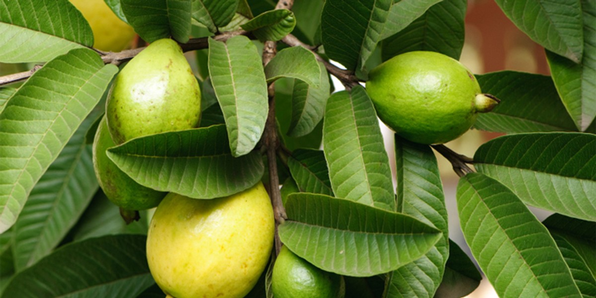 The incredible health benefits of guava leaves Pulse Nigeria