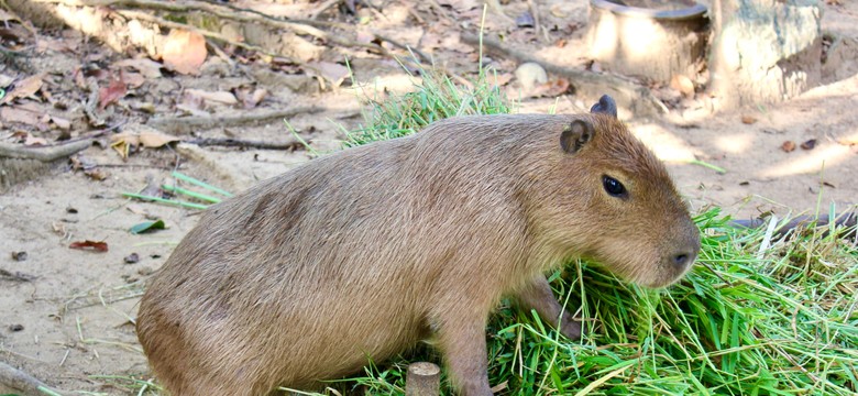 Pracownicy zoo zdradzili, o co najczęściej pytają ich goście. Odpowiedź zaskakuje