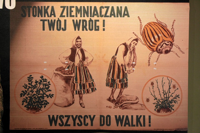 Plakat zachęcający do walki ze stonką