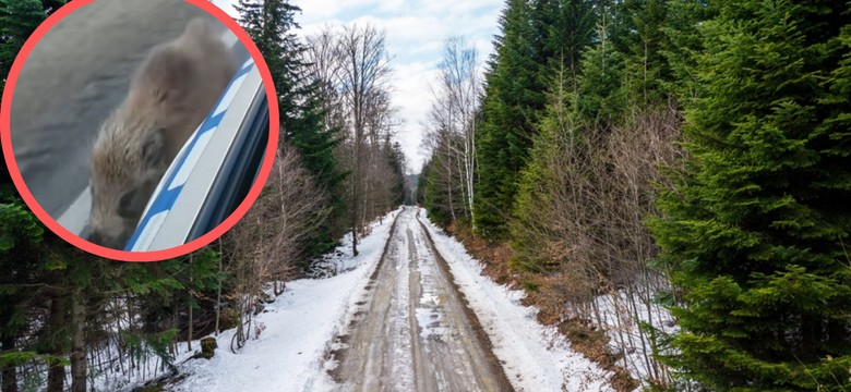 Nietypowa akcja policji. Eskortowali go do samego lasu. Nagranie podbija sieć