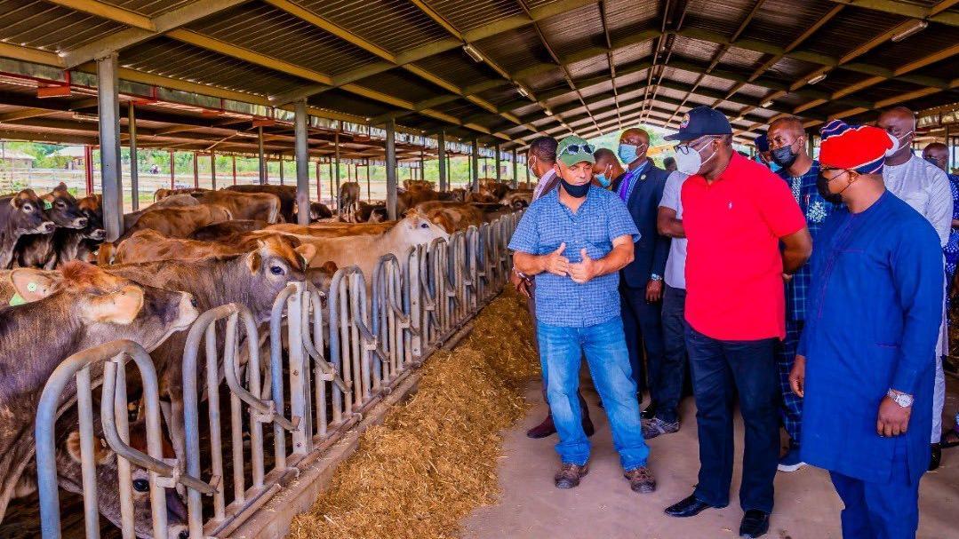 227 pregnant cows to boost dairy farm | Pulse Nigeria