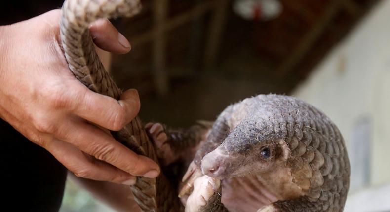 FILE PHOTO: A man holds a pangolin at a wild animal rescue center in Cuc Phuong, outside Hanoi, Vietnam September 12, 2016. REUTERS/Kham/File Photo