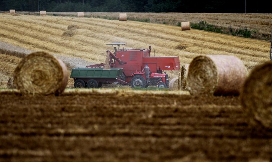 Jak rosną ceny zbóż na światowych rynkach?