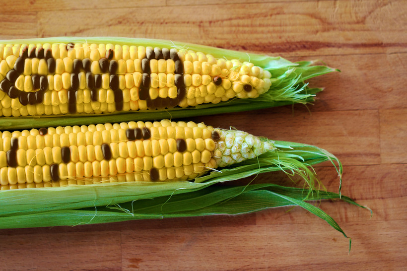 Zdaniem ekspertów jednym z największych mankamentów obecnego projektu jest brak jednego uniwersalnego logo dla wszystkich produktów „wolnych od GMO”.
