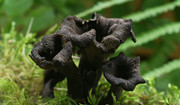 Dziwny grzyb z polskich lasów. Niemcy nazywają go trąbką umarłych 