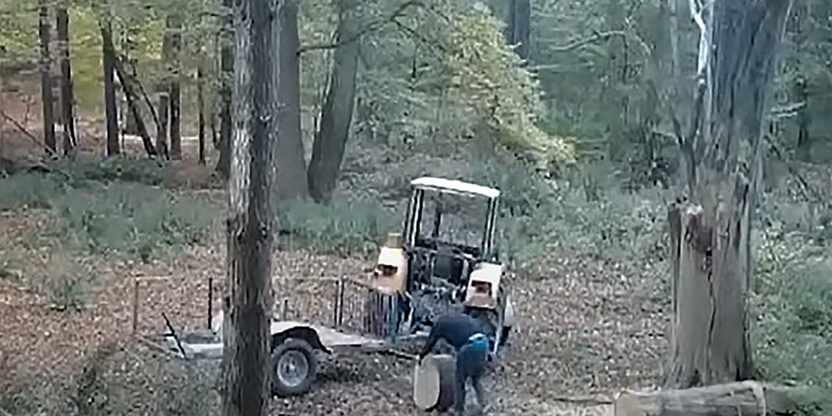 Mężczyzna kradł drzewo z lasu. Nadleśnictwo Grodzisk pokazało nagranie.