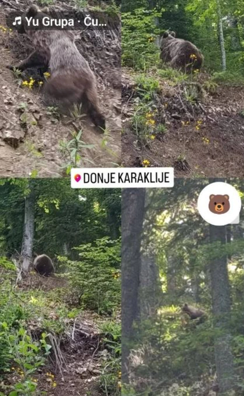 Poslednji susret sa medvedom opisala je žena tokom šetnje u selu Zaovine na Tari