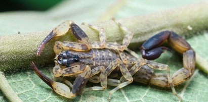 Znalazł skorpiona w codziennych zakupach. Skąd się tam wziął?