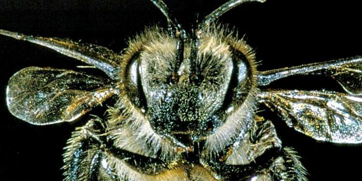 Pszczoły grozy atakują