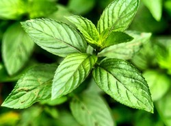 Chcesz wreszcie schudnąć? Zioła ci pomogą