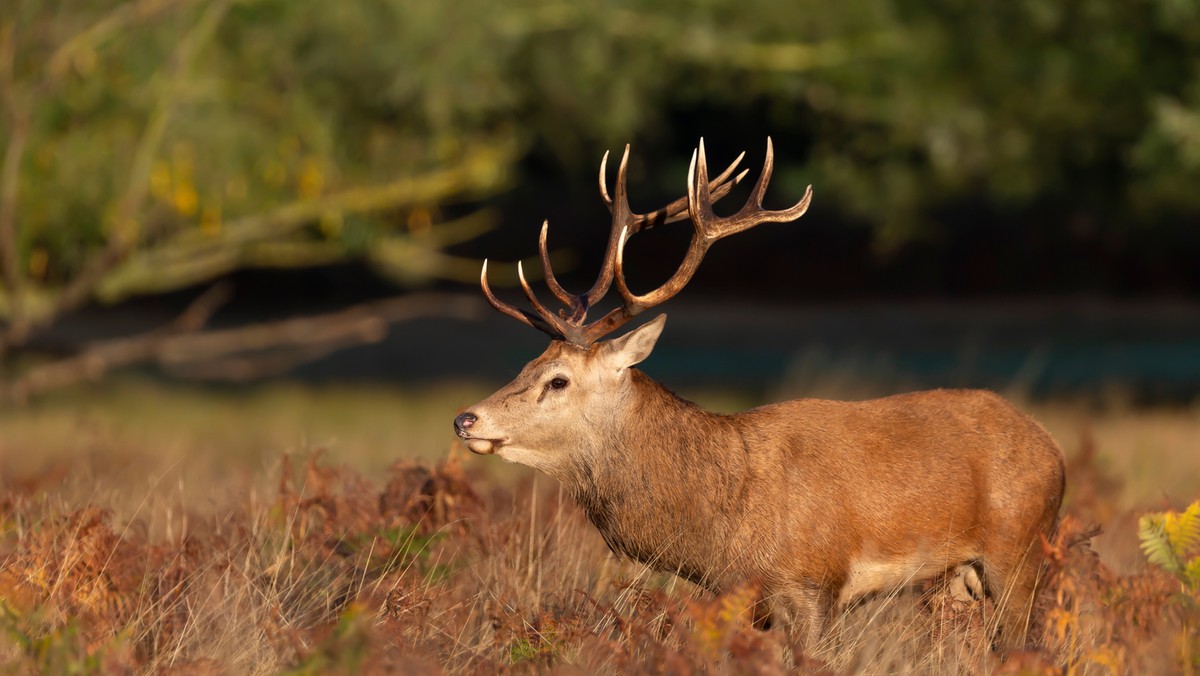 Bieszczady. Porykiwanie jeleni straszy turystów na szlakach