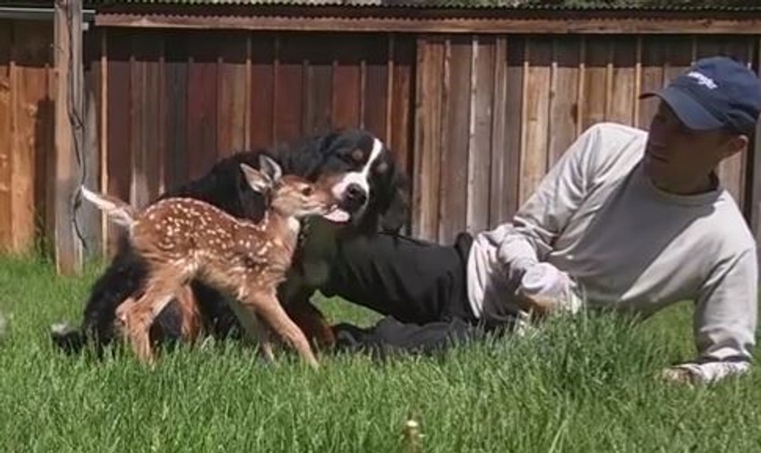 Darijus sa lanetom i kucom