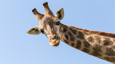 Żyrafa złamała kark. Smutny wypadek w nowojorskim zoo