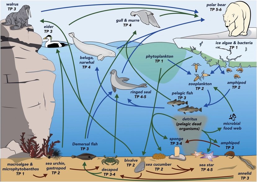 Sieć pokarmowa Arktyki / fot. PNAS