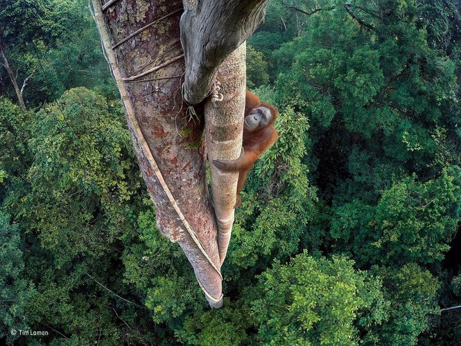 KONKURS 'WILDLIFE PHOTOGRAPHER OF THE YEAR'. NIESAMOWITE ZDJĘCIA ZWYCIĘZCÓW