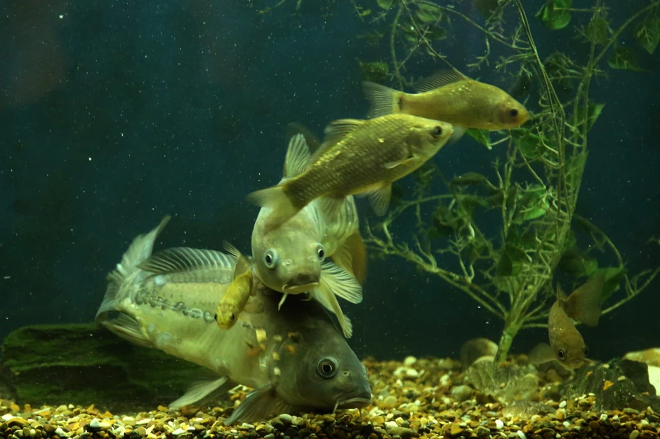 Akvarijum PMF Banjaluka