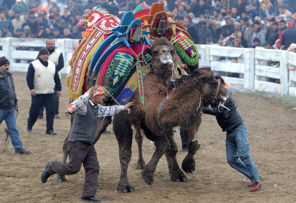 Wrestling wielbłądów